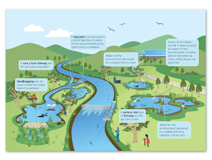 Infographic watering diagram illustration